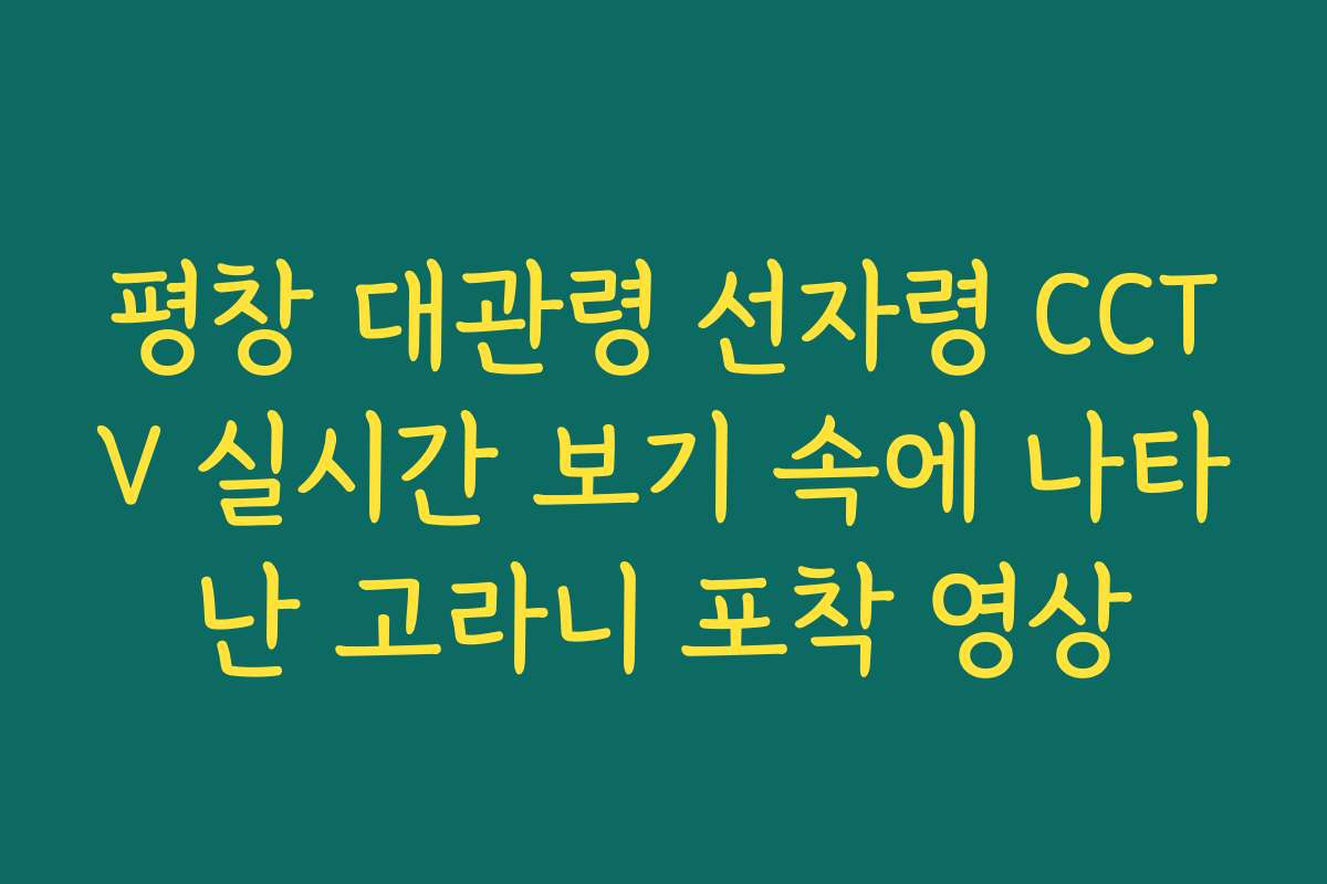 평창 대관령 선자령 CCTV 실시간 보기 속에 나타난 고라니 포착 영상