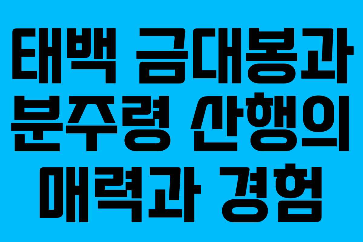 태백 금대봉과 분주령 산행의 매력과 경험
