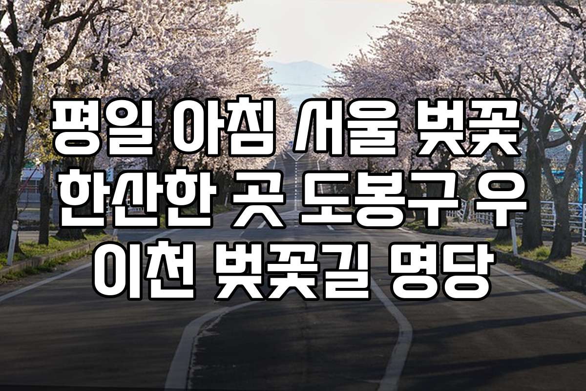평일 아침 서울 벚꽃 한산한 곳 도봉구 우이천 벚꽃길 명당