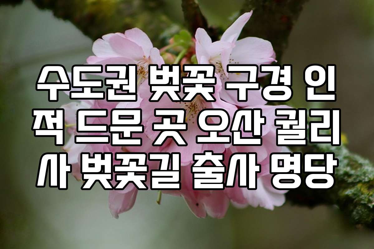 수도권 벚꽃 구경 인적 드문 곳 오산 궐리사 벚꽃길 출사 명당