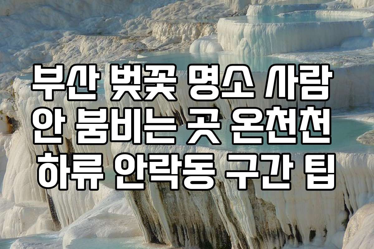 부산 벚꽃 명소 사람 안 붐비는 곳 온천천 하류 안락동 구간 팁