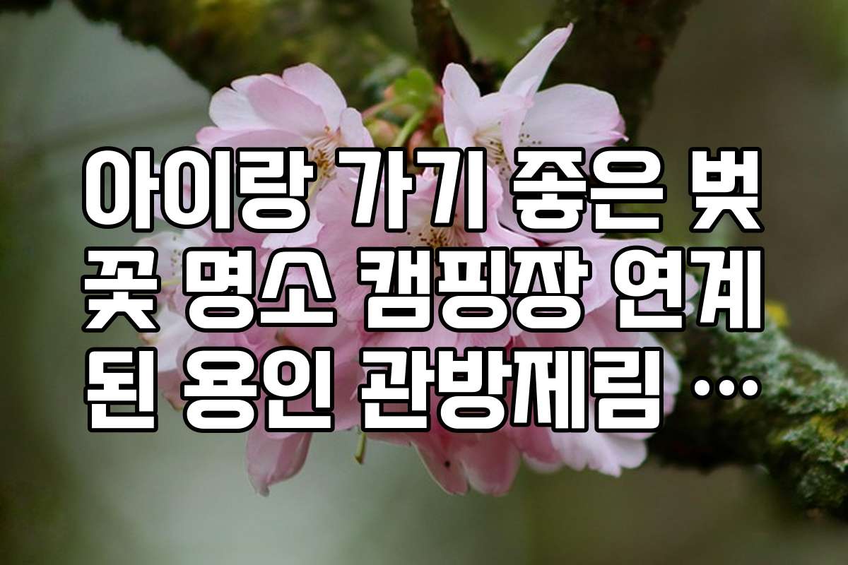 아이랑 가기 좋은 벚꽃 명소 캠핑장 연계된 용인 관방제림 벚꽃