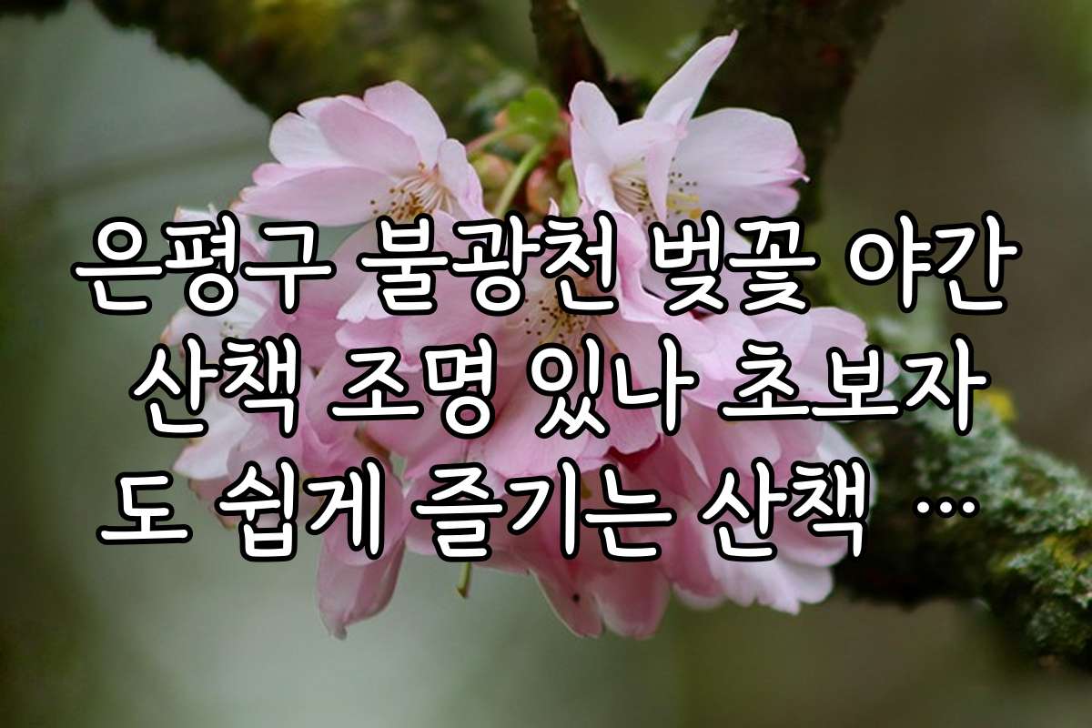 은평구 불광천 벚꽃 야간 산책 조명 있나 초보자도 쉽게 즐기는 산책 방법