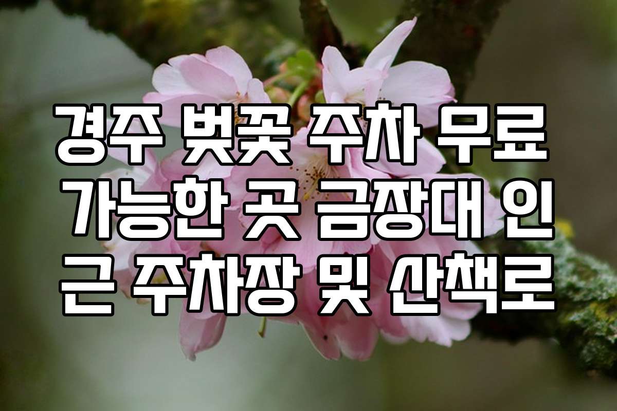 경주 벚꽃 주차 무료 가능한 곳 금장대 인근 주차장 및 산책로