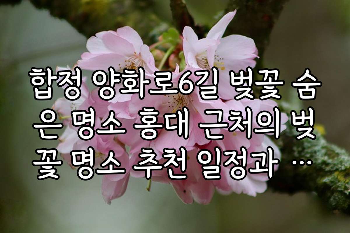 합정 양화로6길 벚꽃 숨은 명소 홍대 근처의 벚꽃 명소 추천 일정과 방문 시기 조율 방법