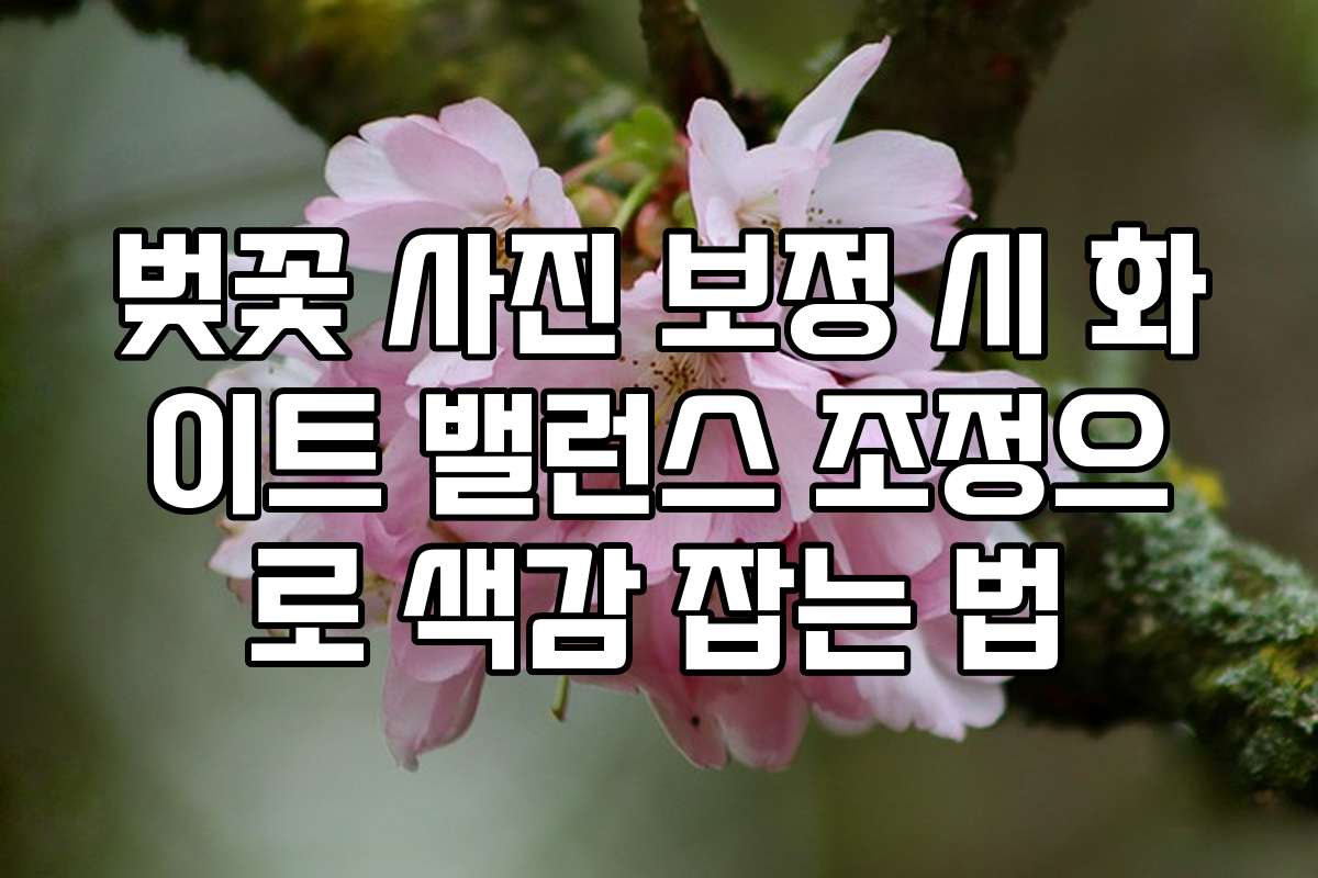벚꽃 사진 보정 시 화이트 밸런스 조정으로 색감 잡는 법