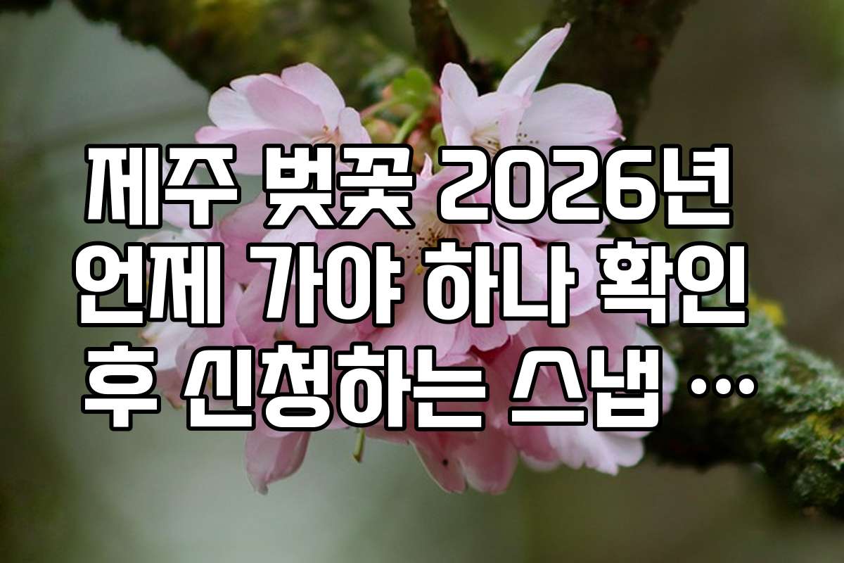 제주 벚꽃 2026년 언제 가야 하나 확인 후 신청하는 스냅 촬영