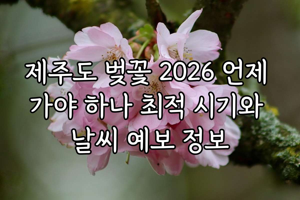 제주도 벚꽃 2026 언제 가야 하나 최적 시기와 날씨 예보 정보