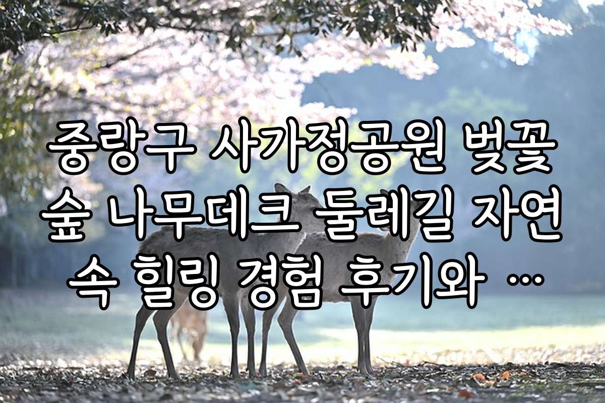 중랑구 사가정공원 벚꽃숲 나무데크 둘레길 자연 속 힐링 경험 후기와 추천 이유