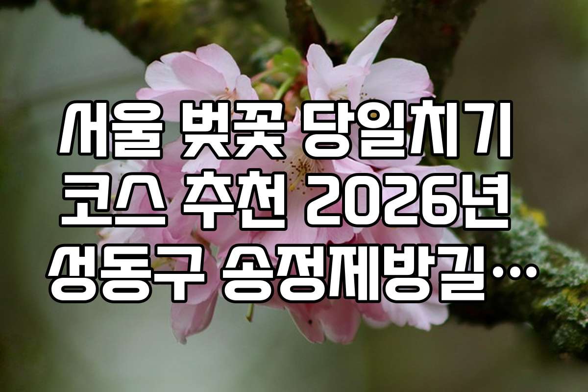 서울 벚꽃 당일치기 코스 추천 2026년 성동구 송정제방길 벚꽃길 가이드