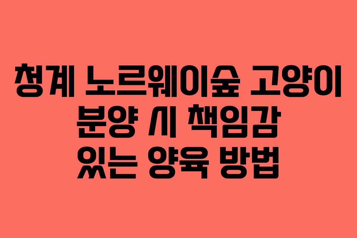 청계-노르웨이숲-고양이-분양-시-책임감-있는-양육-방법